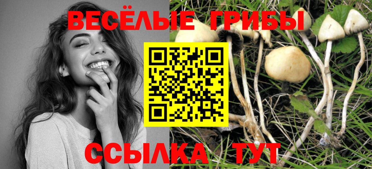 Галлюциногенные грибы Psilocybine cubensis Калуга